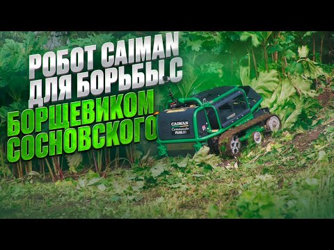 Видео: Техника Caiman для борьбы с борщевиком Сосновского