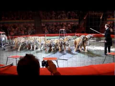 Видео: Дрессировщик собак и укротитель тигров