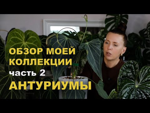 Видео: МОИ декоративнолистные АНТУРУМЫ/ Обзор ЧАСТИ МОЕЙ КОЛЛЕКЦИИ/ 