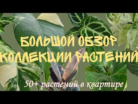 Видео: Моя коллекция растений | осень 2024