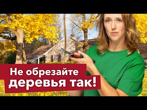 Видео: 5 ЧАСТЫХ ОШИБОК ПРИ ОБРЕЗКЕ, которые погубят ваши деревья! Проверьте, не делаете ли вы их?