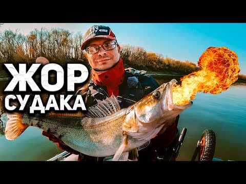 Видео: Попали на ОСЕННИЙ ЖОР СУДАКА! Лучшая рыбалка на спиннинг 2021 года. Джиг с лодки, река Тура, Тюмень