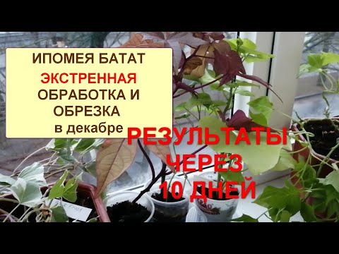 Видео: Ипомея батат. Результаты обработки и обрезки в декабре. Зимнее укоренение.