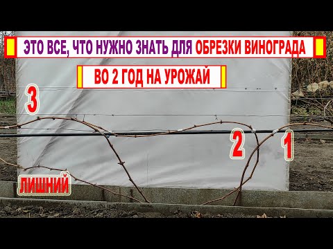 Видео: 🍇 Хотите УЗНАТЬ КАК ОБРЕЗАТЬ ВИНОГРАД во 2 год на УРОЖАЙ? Вот ВСЕ что нужно знать И БОЛЬШЕ НИЧЕГО!