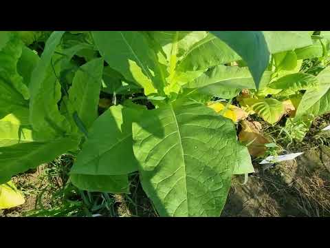Видео: Выращивание табака в Беларуси сезон-2