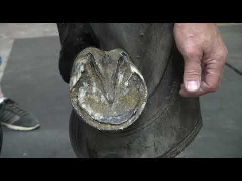 Видео: Подковывание лошади для похода