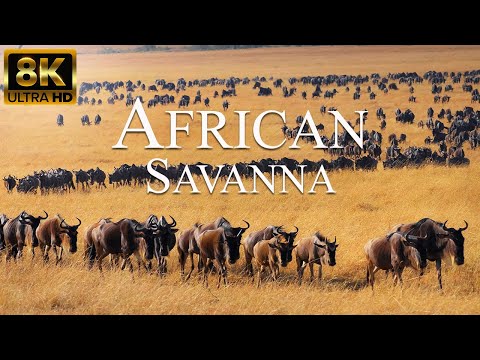Видео: Африканская саванна 8K ULTRA HD | Дикие животные африканского сафари | Релаксационный фильм