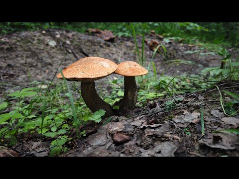 Видео: За Золотом с Дельтой Перекат (аналог Dream Mat)