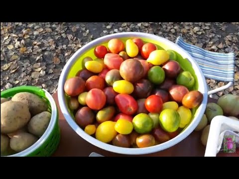 Видео: 2 ДНЯ ТОРГОВЛИ НА ТРАССЕ. ЗАКРЫВАЮ СЕЗОН!!!