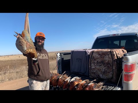 Видео: Эпическая охота на диких фазанов в Канзасе!!! Петухи повсюду!!!