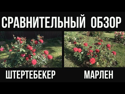 Видео: Штертебекер и  Марлен . Сравнительный обзор двух сортов роз от Тантау.