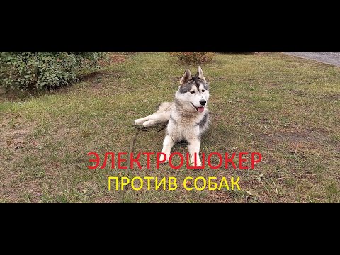 Видео: Электрошокер и моя собака