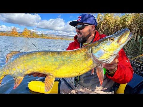 Видео: ЗАКАЧИХ ЩУКАТА КОЯТО ЯДЕ ПАТЕТА!!!