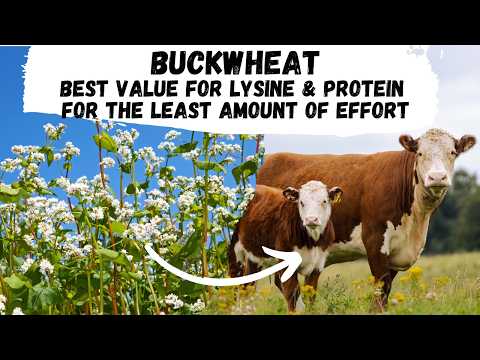 Видео: Гречиха: лучшее сырье для лизина и белка, которое можно выращивать с минимальными усилиями.