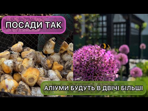 Видео: Посадка аліумів.  Як і коли садити декоративну цибулю у відкритий ґрунт.
