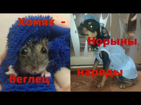 Видео: Fifa одежда на той терьера Норочку.Хомяк в вишнёвом соке😁