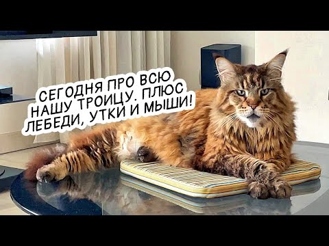 Видео: Кот Арчи пошел в кукурузу. Австрийское лето, коты и лебеди. #аксельфранк