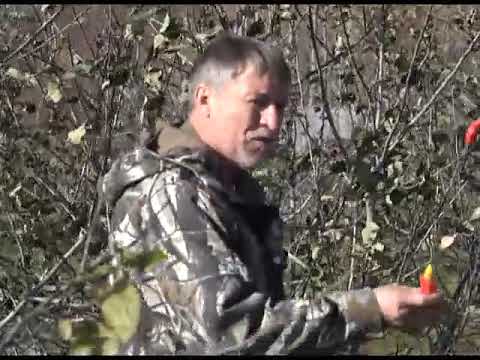 Видео: Зеленый сад фильм № 293 "Покраска. Земляника. Малина" от 19.10.19г. Хабаровск (zeleniisad.ru)