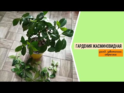 Видео: Гардения жасминовидная. Выращивание, уход.