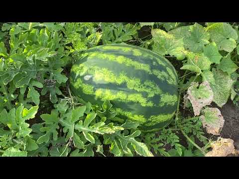 Видео: 03.09.2025 копаю картофель+ бахчевые.