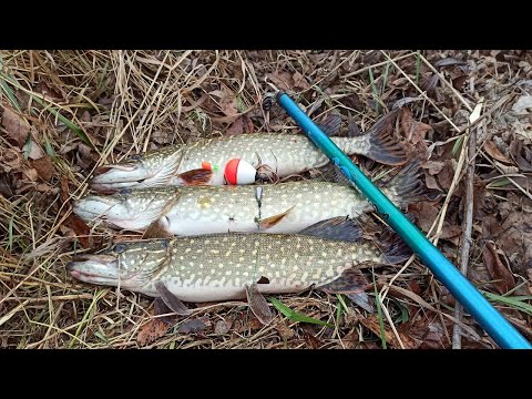 Видео: ЛОВЛЯ ЩУКИ НА ПОПЛАВОК. РЫБАЛКА С БЕРЕГА НА ЖИВЦА