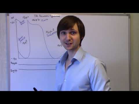 Видео: физиология пейсмейкеров