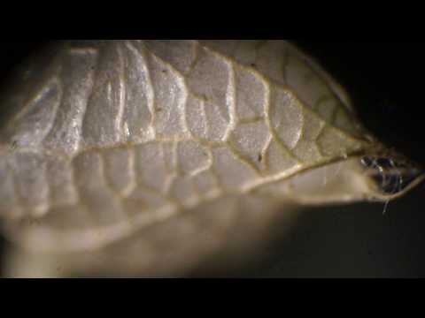 Видео: Пыльца сосны  под микроскопом