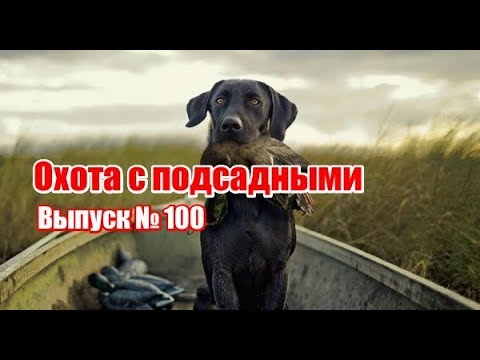 Видео: Охота с подсадными | Выпуск №100 (UKR)