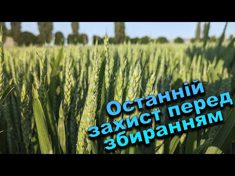 Видео: Останнє внесення фунгіцидів, інсектицидів, стимуляторів росту на озиму пшеницю
