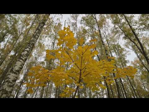 Видео: осень в Туле(4)