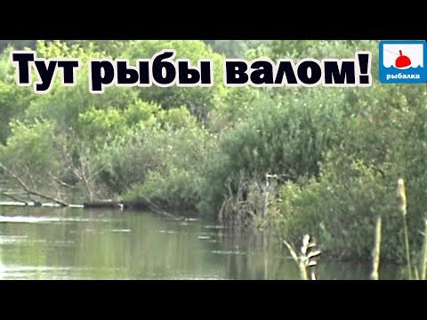 Видео: Рыбалка на майского жука  - РЫБНЫЕ МЕСТА!