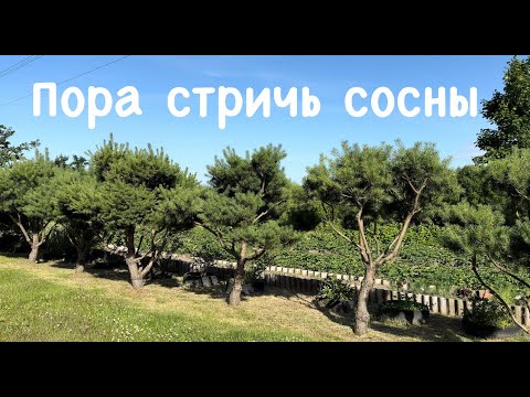 Видео: Пора стричь сосны