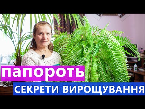 Видео: ПАПОРОТЬ ВИРОЩУВАННЯ ТА ДОГЛЯД 🌿 СЕКРЕТ ПИШНОЇ ПАПОРОТІ 💯