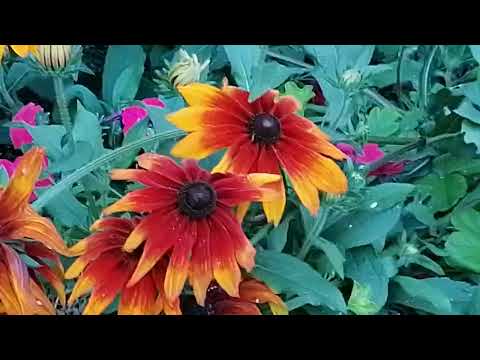 Видео: Осенние цветы -2