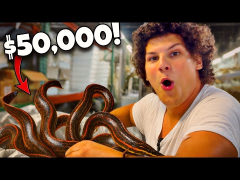 Видео: САМАЯ БЕЗУМНАЯ партия аквариумных рыбок за 50 000 долларов, которую я когда-либо покупал!