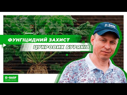 Видео: Фунгіцидний захист цукрових буряків. Що треба знати?