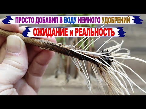 Видео: 🍇 Укоренение ЧЕРЕНКОВ ВИНОГРАДА в воде! Просто добавьте ЭТОГО УДОБРЕНИЯ на кончике ножа и ПОСМОТРИТЕ