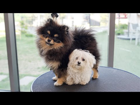 Видео: Мы сегодня будем принимать душ?