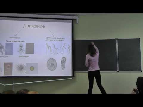 Видео: Зоология беспозвоночных. Лекция 1. Борисанова А.О. edit