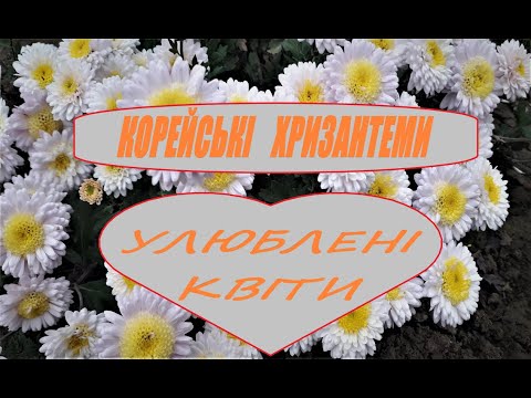 Видео: Огляд улюблених корейських хризантем