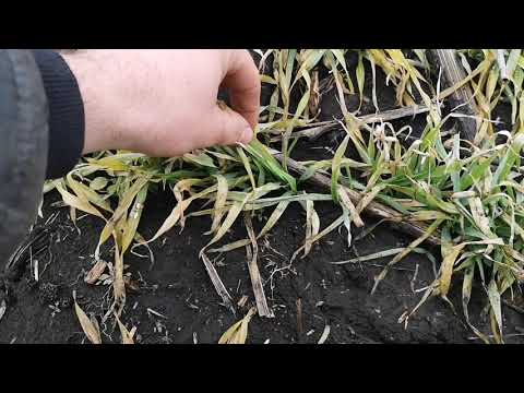 Видео: Мороз-27 не убилОзимый ячмень "луран" выдержал морозы