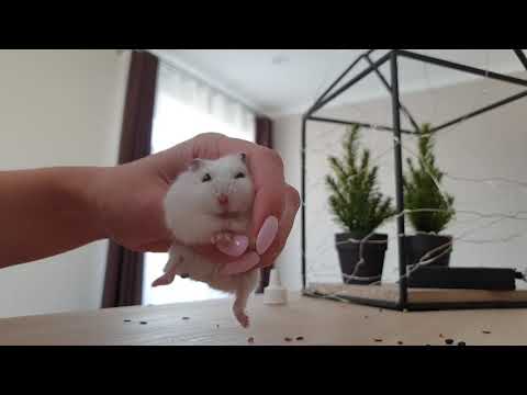 Видео: Вылечили глаз Эми за 3 дня! Хомяк будет жить!