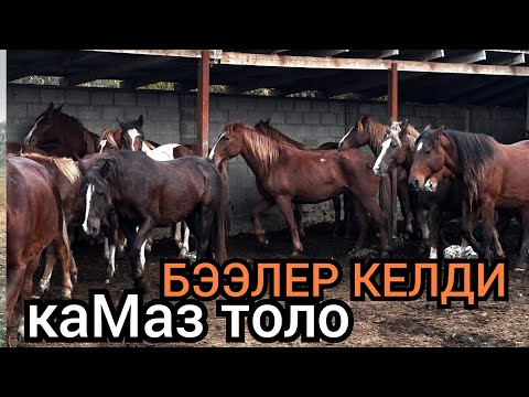 Видео: БУДЁН РЫСАК БЭЭЛЕР КЕЛИП ТҮШТҮ🔥октября 2025 г.