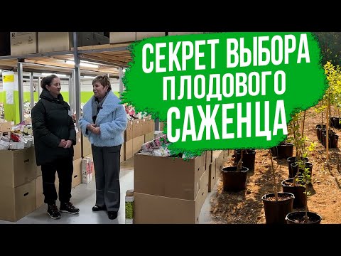 Видео: Как выбрать плодовый саженец - самая ПОЛНАЯ инструкция.