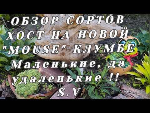 Видео: ОБЗОР СОРТОВ ХОСТ "mouse" и "mini" на моей клумбе.... МАЛЕНЬКИЕ, ДА УДАЛЕНЬКИЕ!!! #hosta #сорт #mini