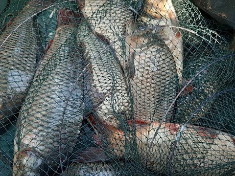 Видео: В погоне за "Тузиками" (оз. Треустан)