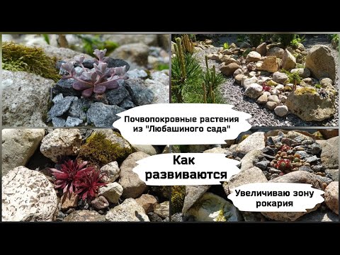 Видео: Почвопокровные растения из "Любашиного сада". Как растут и развиваются.