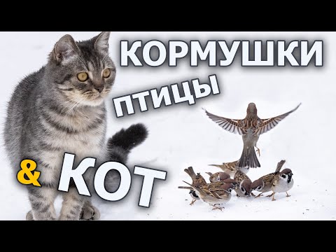 Видео: Можно ли вешать кормушки для птиц, если есть кошки?