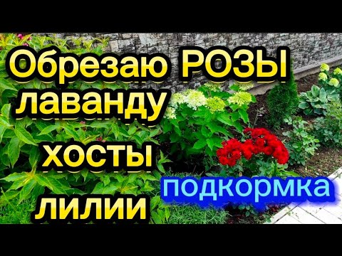 Видео: Навожу порядок в клумбе.Подкармливаю.Обрезаю розы, лаванду, лилии, хосты. 11.07.2024г.