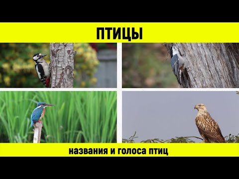 Видео: Птицы. Названия и голоса птиц.